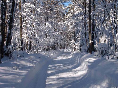 Дорога в зимнем лесу - Зима