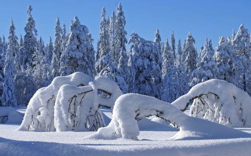 Деревья под снегом - Зима