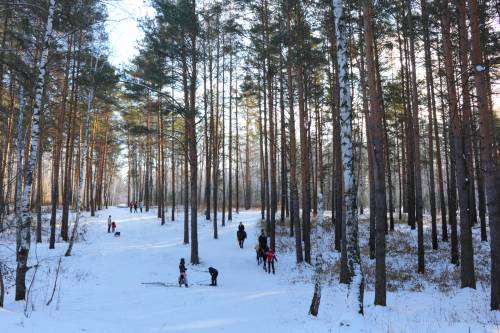 Зима в лесу - Зима