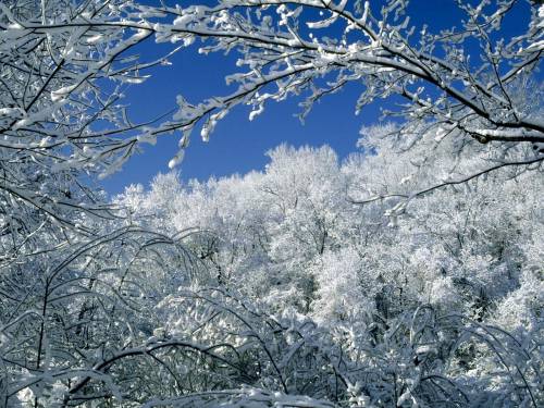 Вершины деревьев в снегу - Зима