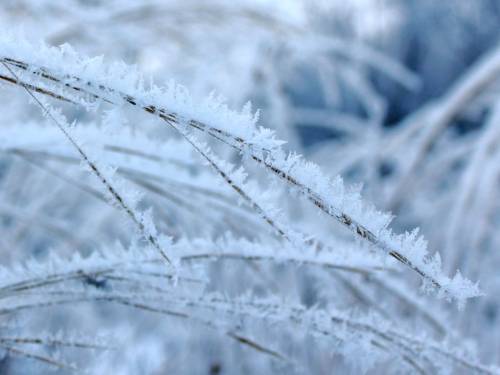 Иней, снег, трава - Зима