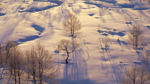 Деревья на фоне снега - Зима