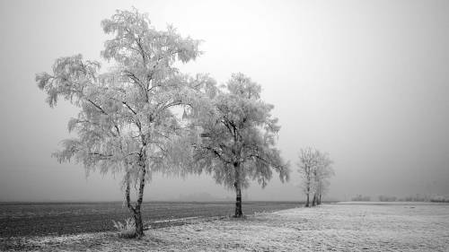 Деревья на белом фоне - Зима