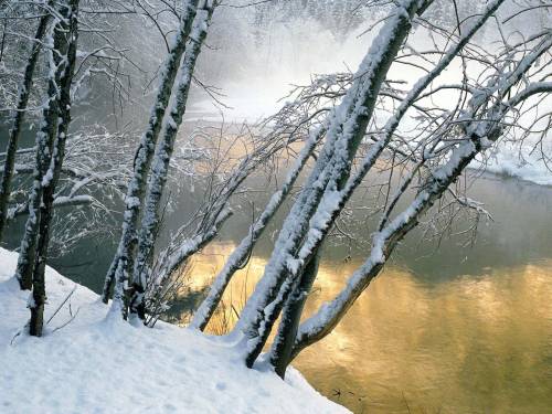 Деревья у реки - Зима