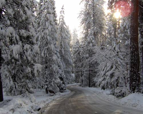 Зимний лес из елок - Зима