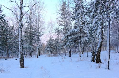 Фото зимний лес - Зима