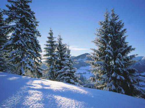 Красивые елки на фото - Зима