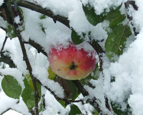 Фото зимнее яблоко - Зима