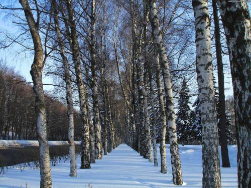 Ряды деревьев - Зима