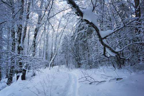 Красоты зимнего леса - Зима