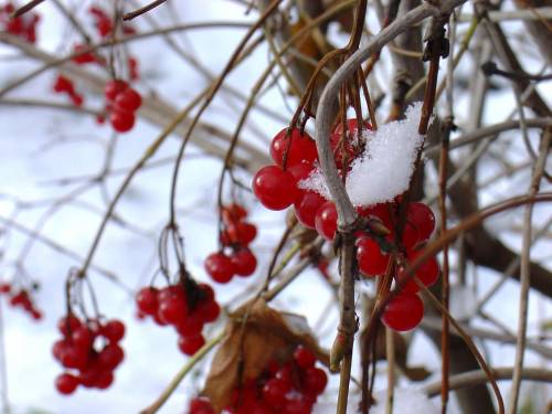 Фото зимние ягоды - Зима