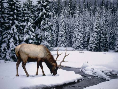 Северный олень фото - Зима