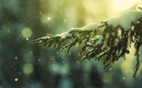 Веточка елки со снегом - Зима