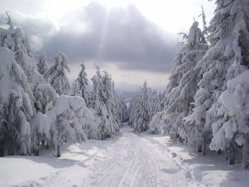 Фото зимнего леса - Зима