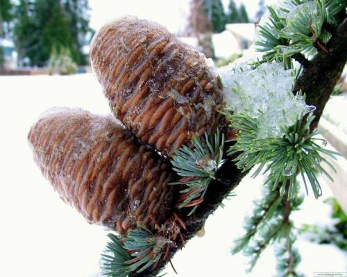 Шишки на елке - Зима