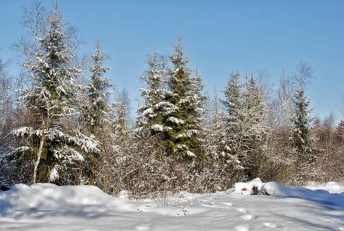Сосновый лес в снегу - Зима