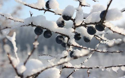 Фото зимних ягод - Зима