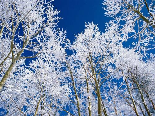 Снежные деревья - Зима