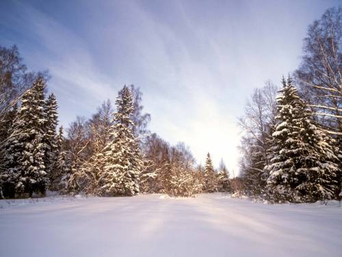 Зимние фото леса - Зима