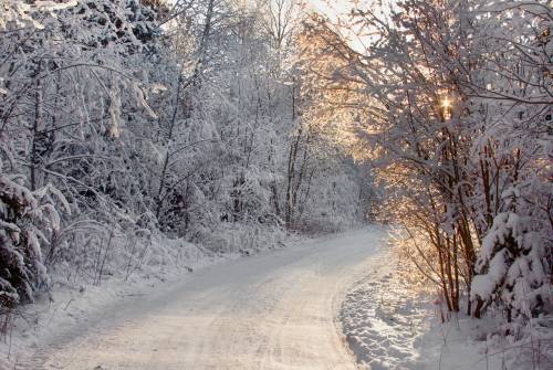 Лес, красота, природа, зима - Зима