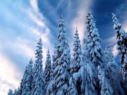 Высокие елки - Зима