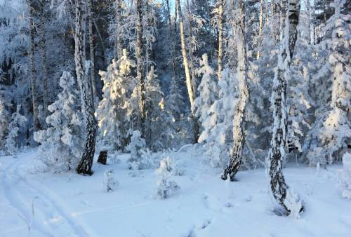 Очень красивая зима в лесу - Зима