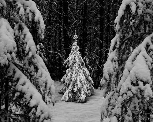 Фото  елки в лесу - Зима