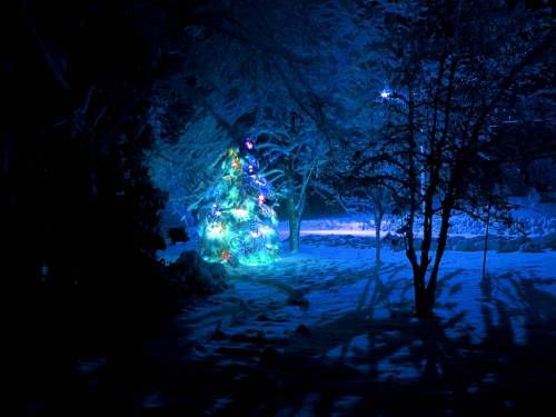 Ночная елка в огнях - Зима
