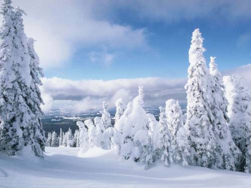 Красивые елки под снегом - Зима