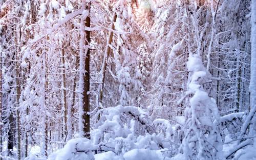 Зима, деревья, много снега - Зима