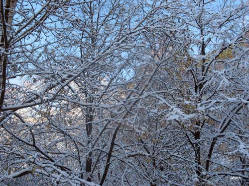 Снег на деревьях - Зима