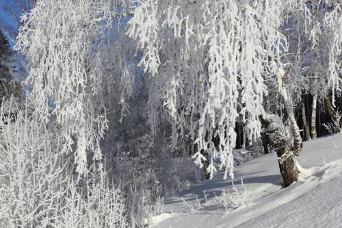 Красивое дерево в снегу - Зима