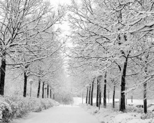 Белые деревья, дорога, снег - Зима