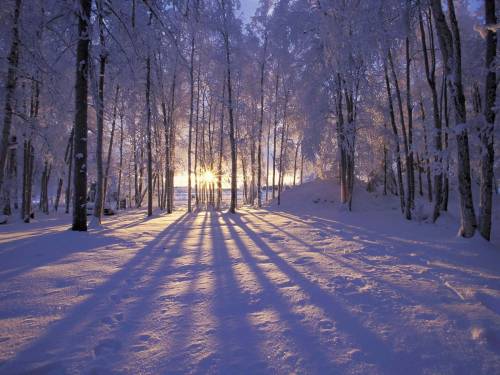 Проблески солнца в лесу - Зима