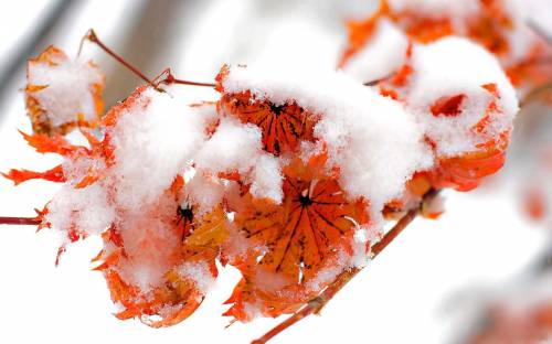 Листья под снегом - Зима