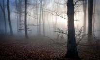 Сумерки, туман, лес