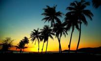 Закат, пальмы, вечер