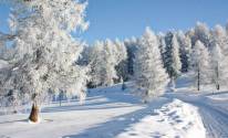 Деревья, зима, пейзаж