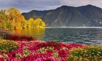 Озеро, природа, цветы