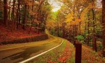 Осень, дорога, лес