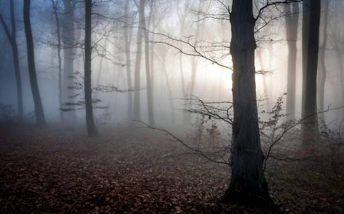Сумерки, туман, лес - Пейзажи