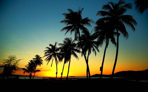 Закат, пальмы, вечер - Пейзажи