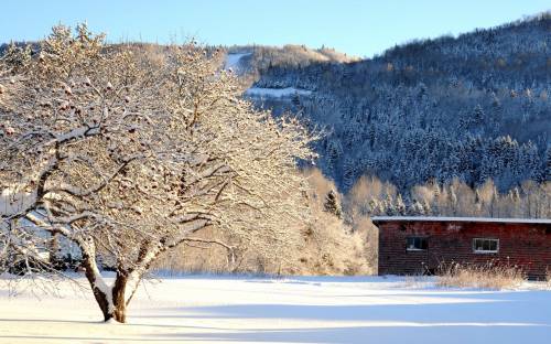Зима, снег, дерево - Пейзажи