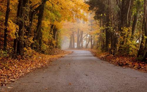 Осень, дорога, лес - Пейзажи