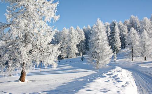 Деревья, зима, пейзаж - Пейзажи