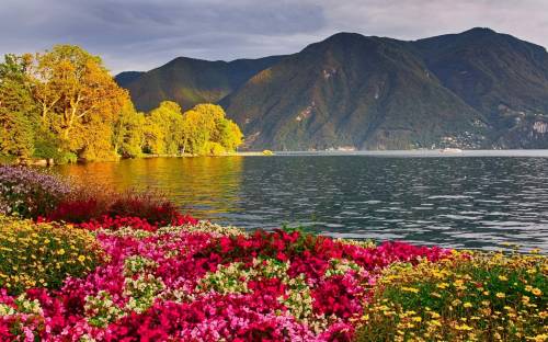 Озеро, природа, цветы - Пейзажи