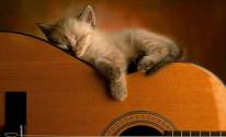 Котенок с гитарой