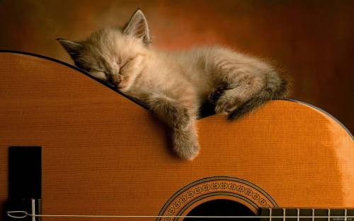 Котенок с гитарой - Музыка