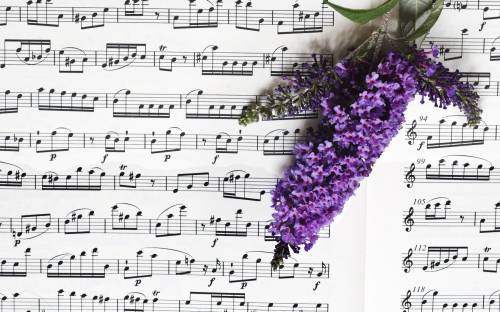 Музыка, цветы, ноты - Музыка