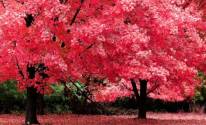 Деревья красного цвета